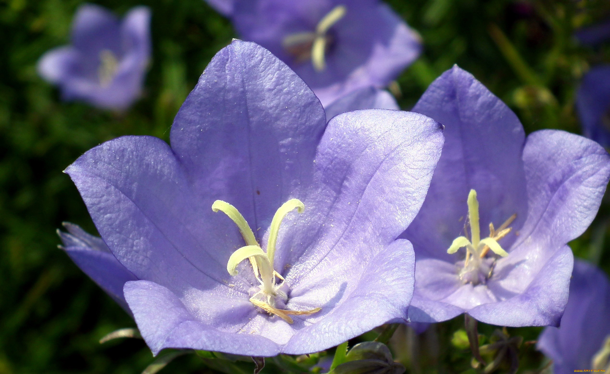 Колокольчики озеро. Кампанула синий колокольчик. Кампанула (Campanula). Колокольчик узколистный. Колокольчик персиколистный голубое озеро.